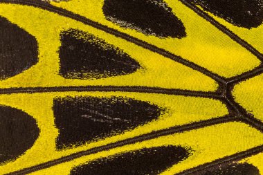 Kelebek kanat desenli arkaplanı kapat