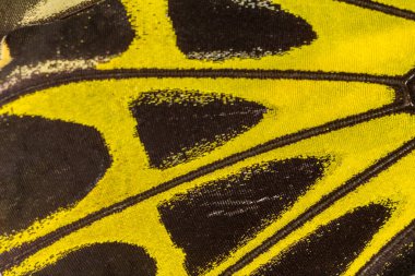 Kelebek kanat desenli arkaplanı kapat