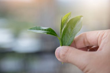 El fonda taze çay yaprakları.