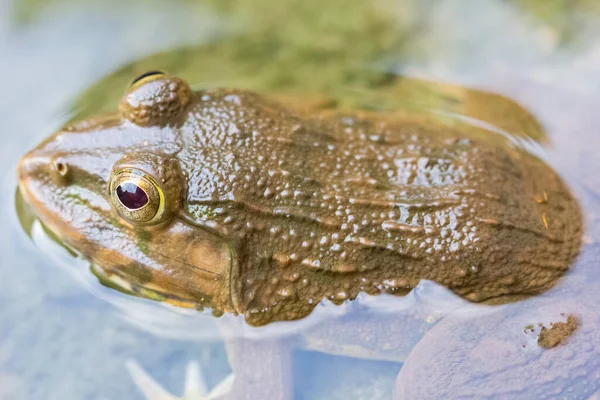 Frog Water Nature Background — Stock Photo, Image