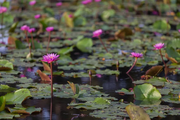 Pink Lotus Flower Blooming Pond — Stock Photo, Image