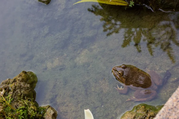 Frog Water Nature Background — Stock Photo, Image