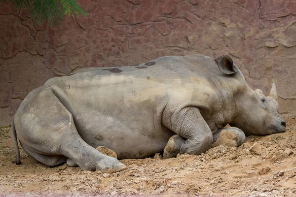 Side View Large White Rhino Sitting Ground — Stock Photo, Image