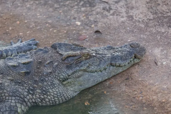 Close Hoofdkrokodil Krokodil Het Park — Stockfoto