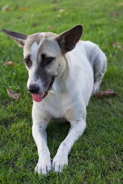 Branco Tailandês Cão Olhando Algo Fundo Parque — Fotografia de Stock