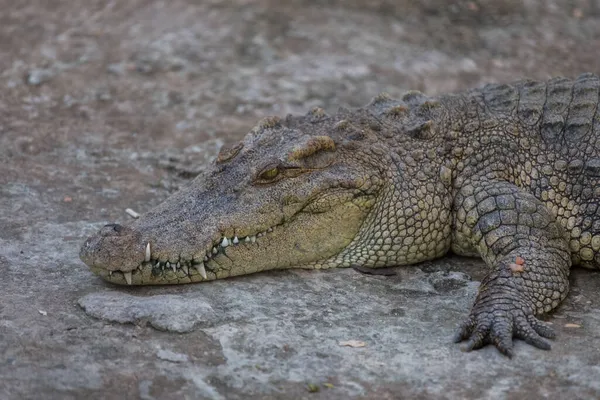Крупный План Главного Крокодила Аллигатора Парке — стоковое фото
