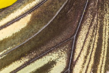 Kelebek kanat desenli arkaplanı kapat