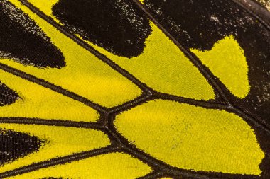 Kelebek kanat desenli arkaplanı kapat