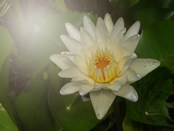 Lotus Fleur Dans Fond Piscine — Photo