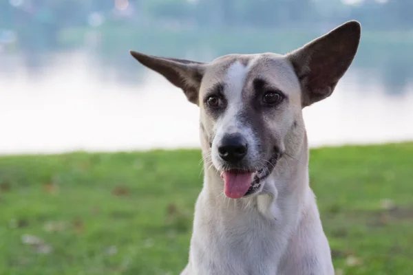 Chien Thaï Blanc Regardant Quelque Chose Dans Fond Parc — Photo