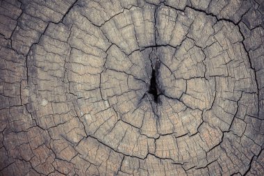 Kesik ağaç gövdesinin eski ahşap dokusu