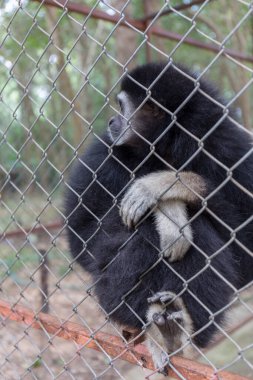 Parktaki kafesin arkasındaki tek şebeke.