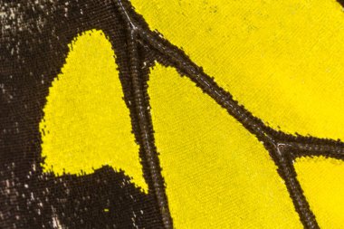 Kelebek kanat desenli arkaplanı kapat