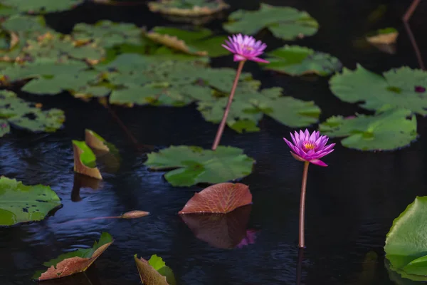 池に咲くピンクの蓮 — ストック写真
