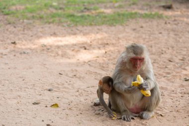 Anne maymun ve bebek maymun kumda oturur ve muz yer.