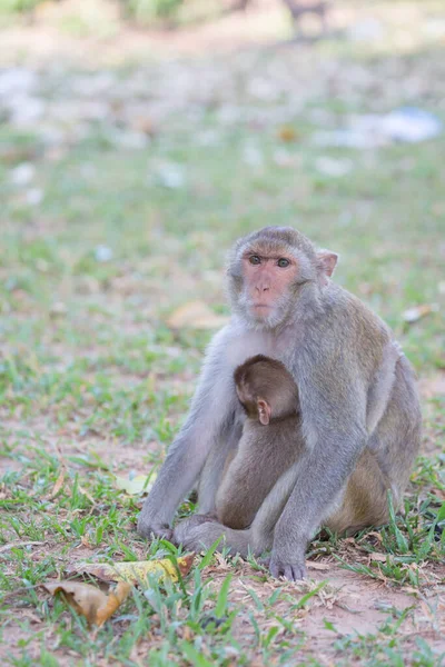 Mother Monkey Baby Monkey Lawn — Stock Photo, Image