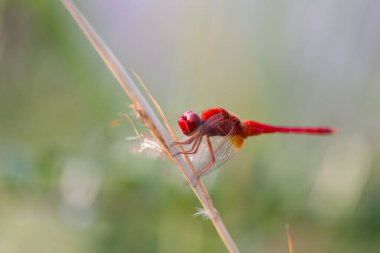 Kırmızı Yusufçuk Ağacın Bir Dalı Üzerine Tünemiş