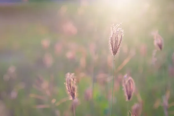 Крупним Планом Квіткова Трава Схід Сонця Фону — стокове фото