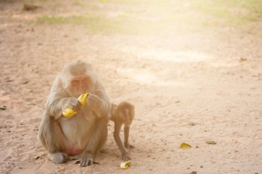 Anne maymun ve bebek maymun kumda oturur ve muz yer.