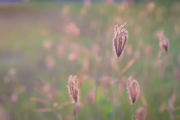 Close Flower Grass Sunrise Background — Stock Photo, Image
