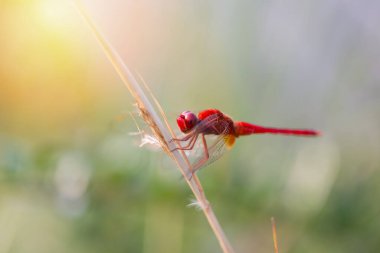 Kırmızı Yusufçuk Ağacın Bir Dalı Üzerine Tünemiş