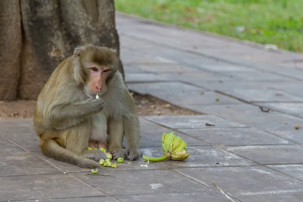 猴子吃水果 到处看看 — 图库照片