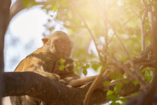 Monkey take a rest on the tree background