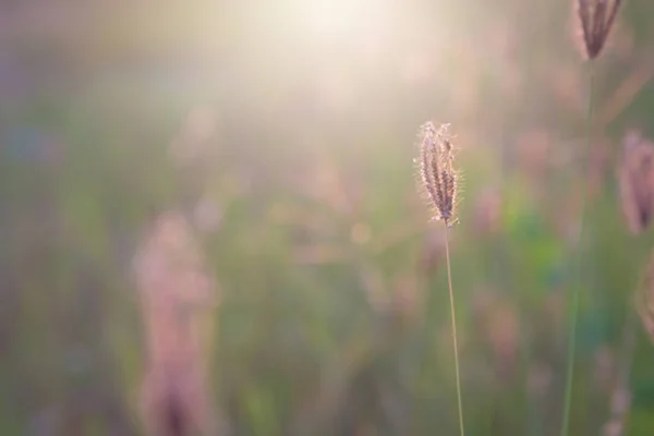 Gros Plan Herbe Fleur Lever Soleil Fond — Photo