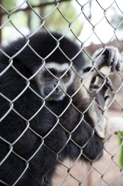 Parktaki kafesin arkasındaki üzgün şebeke.