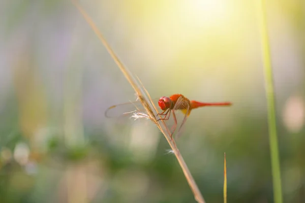Rote Libelle Thront Auf Einer Astkrone Eines Baumes — Stockfoto