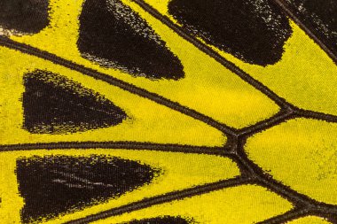 Kelebek kanat desenli arkaplanı kapat