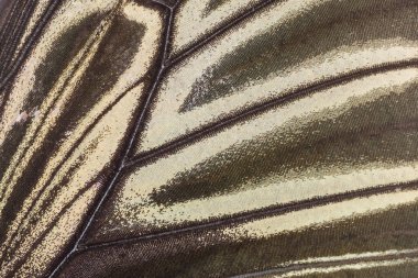 Kelebek kanat desenli arkaplanı kapat