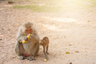 Anne maymun ve bebek maymun kumda oturur ve muz yer.