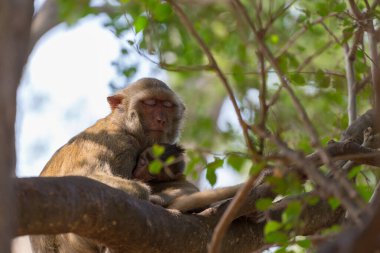 Maymun ağaç zemininde dinleniyor.