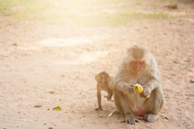 Anne maymun ve bebek maymun kumda oturur ve muz yer.