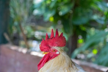 Kırmızı horoz tarağıyla beyaz tavuğa yaklaş