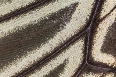 Kelebek kanat desenli arkaplanı kapat