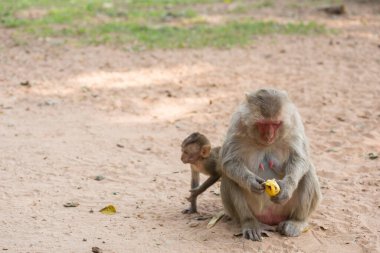 Anne maymun ve bebek maymun kumda oturur ve muz yer.