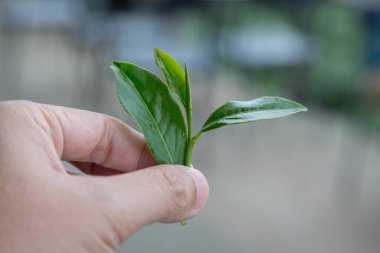 El fonda taze çay yaprakları.