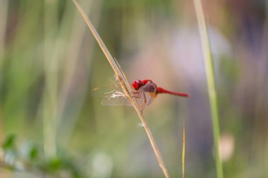 Kırmızı Yusufçuk Ağacın Bir Dalı Üzerine Tünemiş