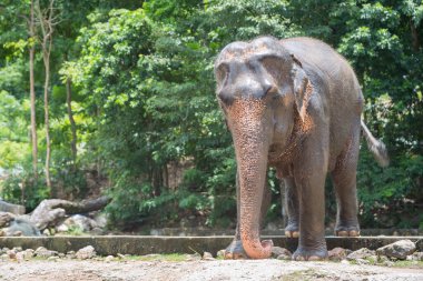 Açık hayvanat bahçesindeki Tayland filleri