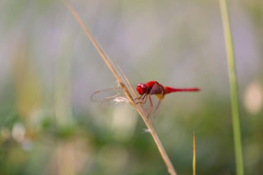 Kırmızı Yusufçuk Ağacın Bir Dalı Üzerine Tünemiş