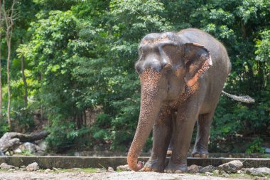 Açık hayvanat bahçesindeki Tayland filleri