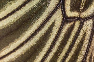 Kelebek kanat desenli arkaplanı kapat