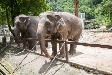 Açık hayvanat bahçesindeki Tayland filleri