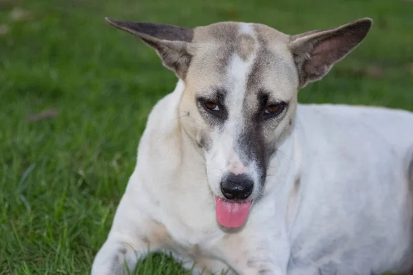 White Thai Dog Gazing Something Park Background — Stock Photo, Image