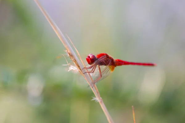 Libélula Roja Encaramada Una Rama Superior Del Árbol —  Fotos de Stock