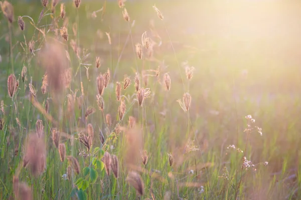 Закрыть Цветочную Траву Фон Восхода Солнца — стоковое фото