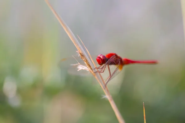 Libélula Roja Encaramada Una Rama Superior Del Árbol —  Fotos de Stock