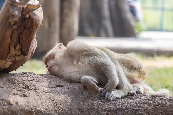 Monkey Neem Een Rust Boom Achtergrond — Stockfoto